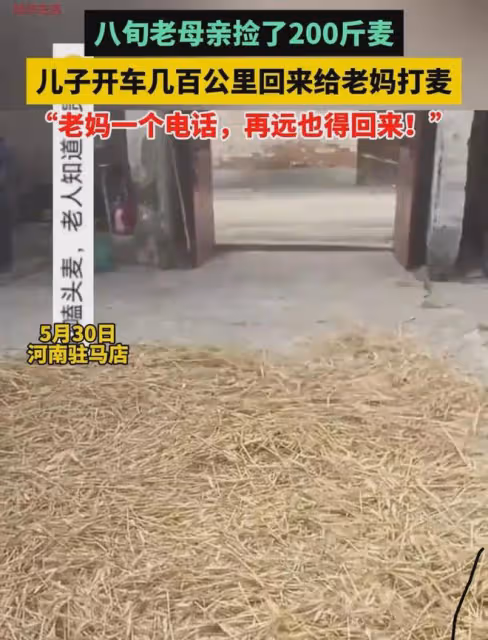 孝順!八旬老母親撿200斤麥子,兒子開車幾百公里回來給老媽打麥