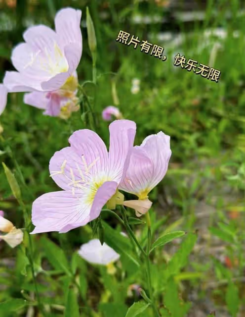 文章倆女兒近照曝光，愛馬和妹妹都是瘦高美少女，同款小長腿搶鏡