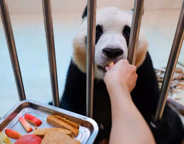 福寶回中國被虐待?少女時代徐賢點贊請願帖文,網友破防集體討伐