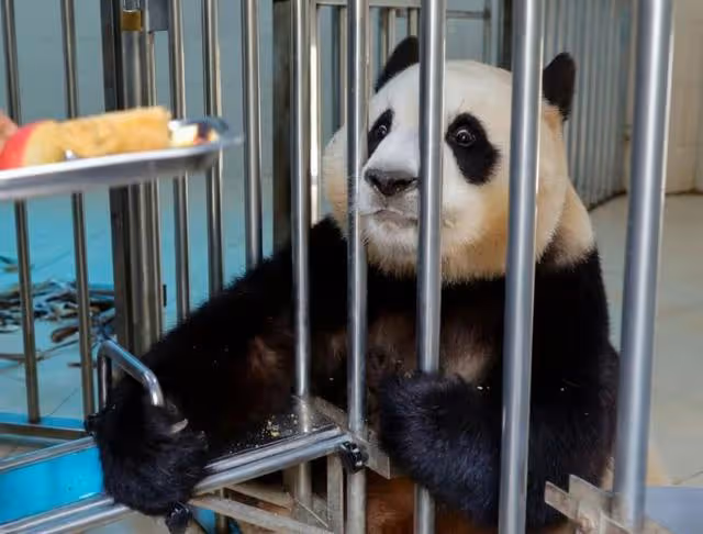 福寶回中國被虐待?少女時代徐賢點贊請願帖文,網友破防集體討伐