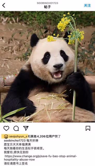 福寶回中國被虐待?少女時代徐賢點贊請願帖文,網友破防集體討伐