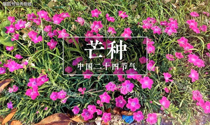 6月5日芒種,牢記「1不出、2不吃、3要做、4要吃」,安康順利度夏