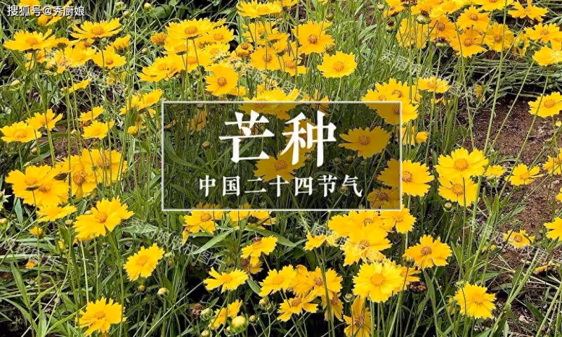 老人說「芒種吃3寶,不往醫院跑」,這3寶指啥?應季而食安康度夏