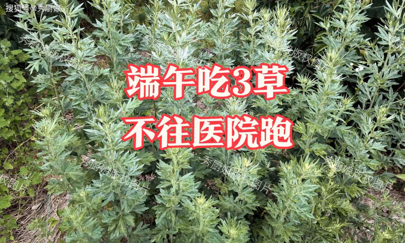 「端午吃3草,不往醫院跑」,這「3草」指啥?鮮嫩營養,全身是寶