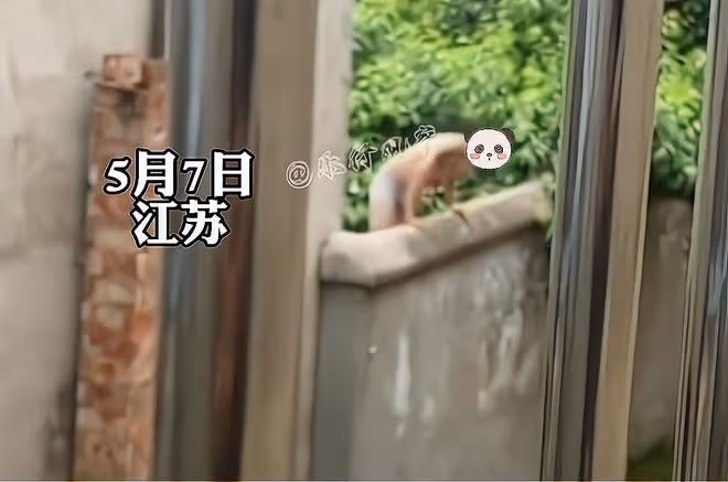男主人突然回家,陌生男子僅穿短褲翻牆而出,衣服隨後從院內扔出