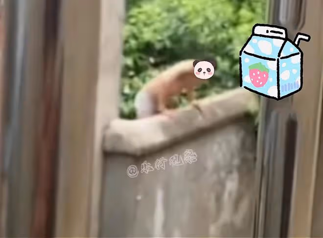 男主人突然回家,陌生男子僅穿短褲翻牆而出,衣服隨後從院內扔出