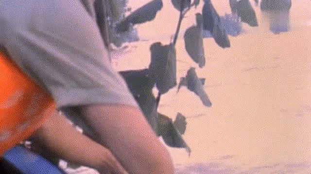 1998年,洪水中6歲女童抱樹9小時獲救,2021年與恩人見面泣不成聲