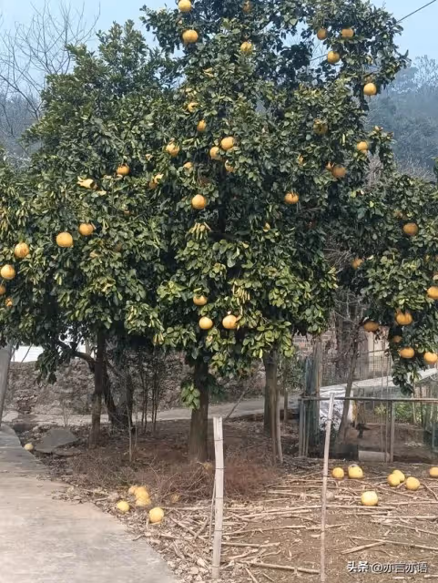 老公過年要上班，我本來打算今年我們就自己過！ 但爸媽聽了很不開心「我最後還是帶女兒回娘家過年」，回家後我給父母各包了6000塊，年假結束回家後「陪女兒數了紅包」後我懊悔不已…