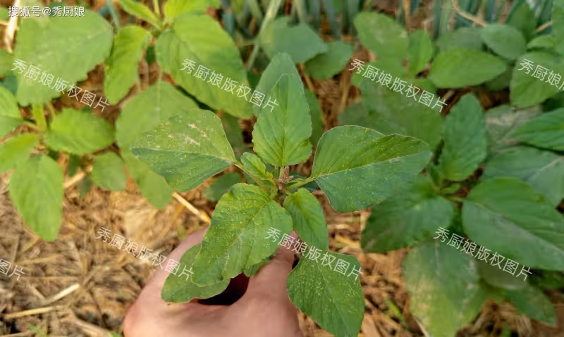 夏至前,抓緊吃「6月第一鮮」!韭菜芹菜靠邊站!用它包餃子真香