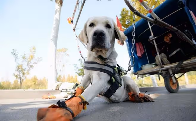 2018年,遼寧父親帶女兒徒步7千里去雲南,路上靠直播補貼生活費