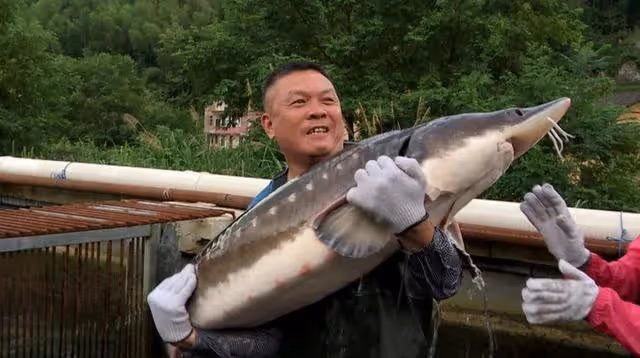 06年湖南男子養7萬條魚賣不出去,如今魚成寶貝,5萬一條都不願賣