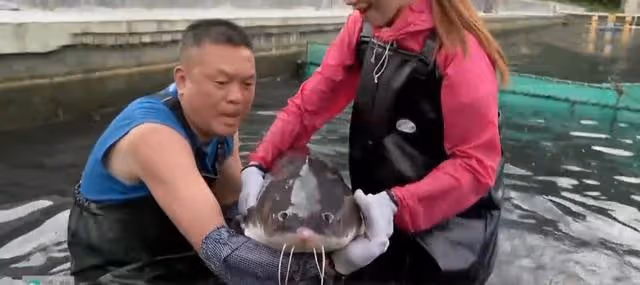 06年湖南男子養7萬條魚賣不出去,如今魚成寶貝,5萬一條都不願賣