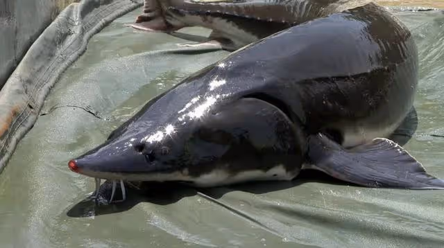 06年湖南男子養7萬條魚賣不出去,如今魚成寶貝,5萬一條都不願賣