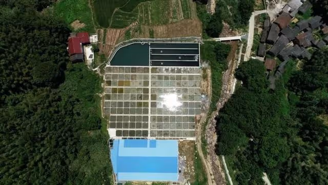 06年湖南男子養7萬條魚賣不出去，如今魚成寶貝，5萬一條都不願賣