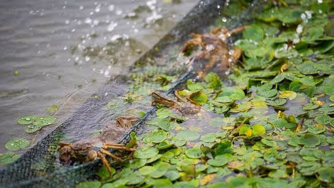 15年遼寧池塘出現「水怪」,逼走蟹吃光魚,男子抓到後靠它發大財