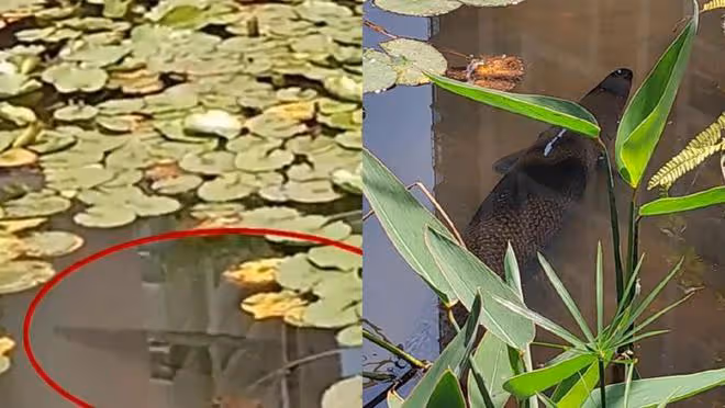 15年遼寧池塘出現「水怪」，逼走蟹吃光魚，男子抓到後靠它發大財