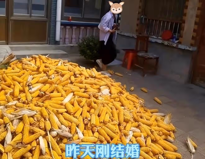 新婚第二天就要收玉米,新娘找藉口一大早就出門:我不是你家長工