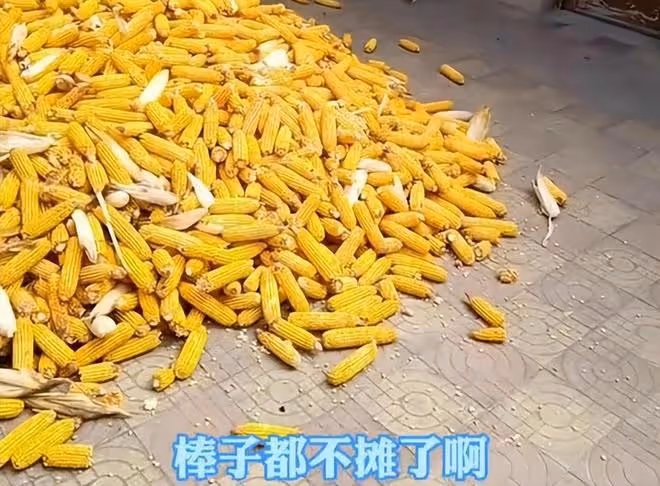 新婚第二天就要收玉米,新娘找藉口一大早就出門:我不是你家長工