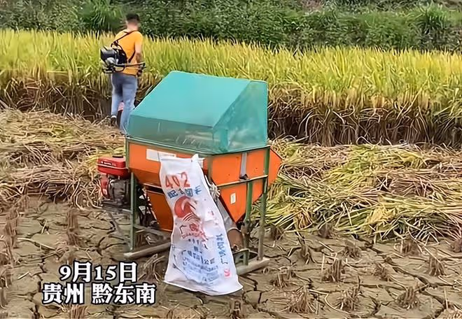 男子網戀奔現卻遇女方父母收稻子,剛下車就幹活,感覺自己被套路