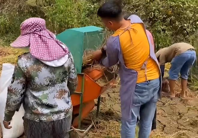 男子網戀奔現卻遇女方父母收稻子,剛下車就幹活,感覺自己被套路