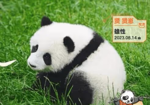 《熊貓一家人》能看到哪些大熊貓?有蕊蕊崽和賢賢崽