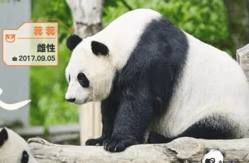 《熊貓一家人》能看到哪些大熊貓?有蕊蕊崽和賢賢崽