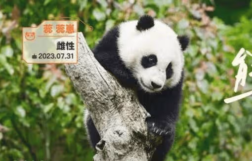 《熊貓一家人》能看到哪些大熊貓?有蕊蕊崽和賢賢崽