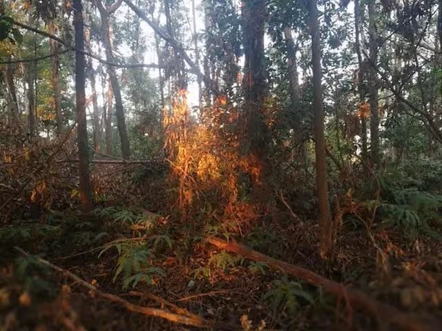 回顧:95年農婦好心救毒蛇,多次放生卻賴著不走,比小孩還聽話