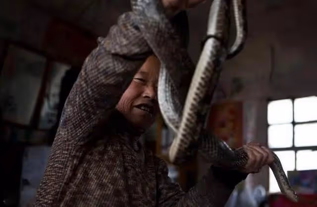 回顧:95年農婦好心救毒蛇,多次放生卻賴著不走,比小孩還聽話