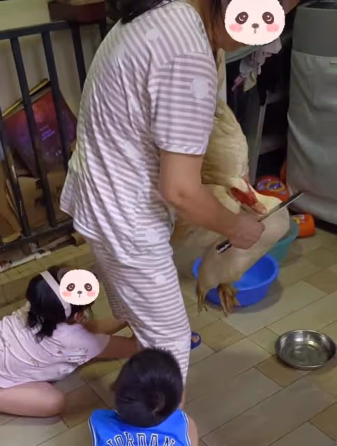 奶奶要殺養了一年的鵝，孩子抱著腿哭想要阻止，媽媽邊拍視頻邊笑