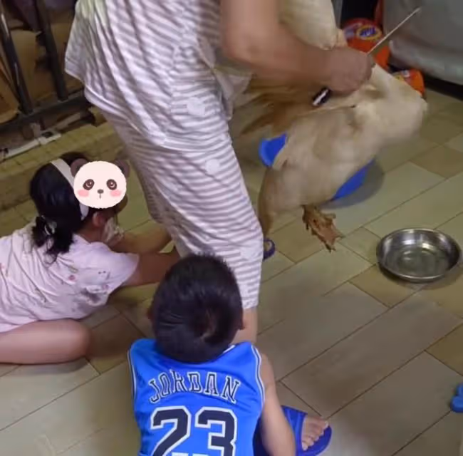 奶奶要殺養了一年的鵝，孩子抱著腿哭想要阻止，媽媽邊拍視頻邊笑