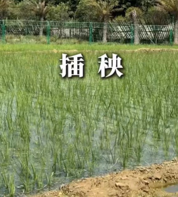陸毅鮑蕾體驗生活，夫妻戴手套穿雨靴下田插秧，有模有樣超接地氣