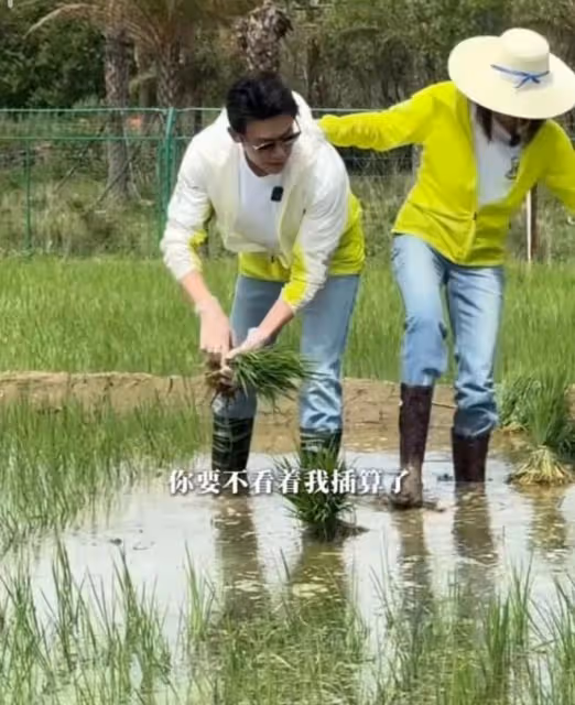 陸毅鮑蕾體驗生活，夫妻戴手套穿雨靴下田插秧，有模有樣超接地氣