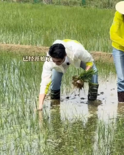 陸毅鮑蕾體驗生活，夫妻戴手套穿雨靴下田插秧，有模有樣超接地氣