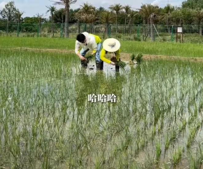 陸毅鮑蕾體驗生活，夫妻戴手套穿雨靴下田插秧，有模有樣超接地氣