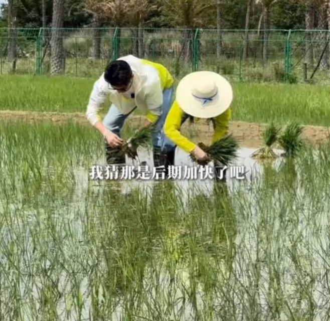 陸毅鮑蕾體驗生活,夫妻戴手套穿雨靴下田插秧,有模有樣超接地氣