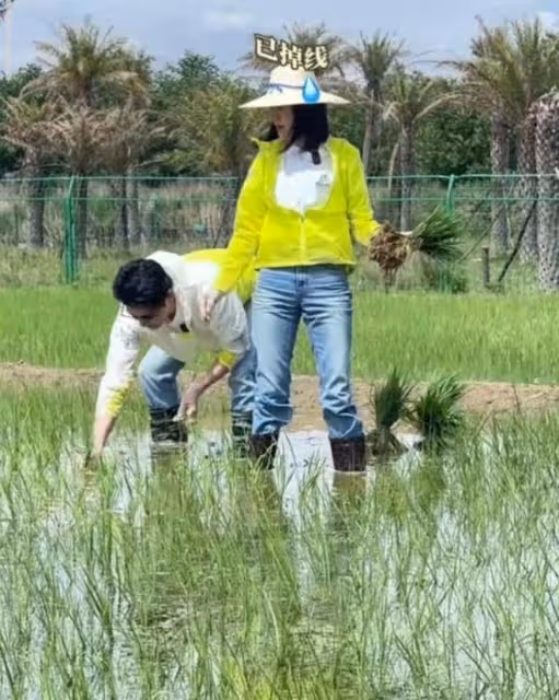 陸毅鮑蕾體驗生活,夫妻戴手套穿雨靴下田插秧,有模有樣超接地氣