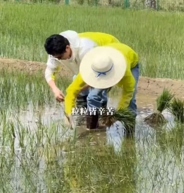 陸毅鮑蕾體驗生活,夫妻戴手套穿雨靴下田插秧,有模有樣超接地氣