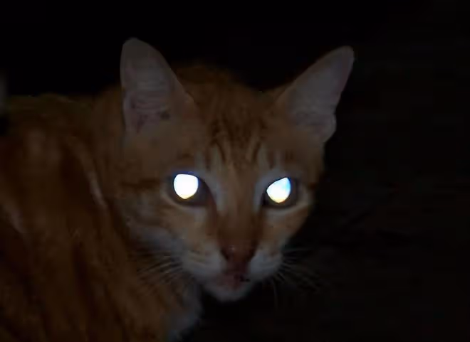 回顧男童天生擁有藍眼,夜晚看東西如同白天,檢查結果讓全家沉默