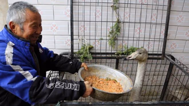回顧老漢撿到一隻受傷大鳥,越看越奇怪,救了10天後出現神奇一幕