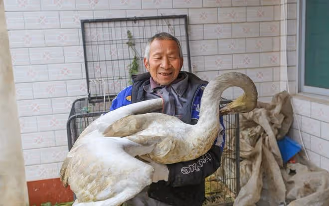 回顧老漢撿到一隻受傷大鳥,越看越奇怪,救了10天後出現神奇一幕