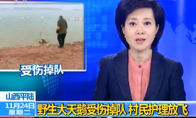 回顧老漢撿到一隻受傷大鳥,越看越奇怪,救了10天後出現神奇一幕