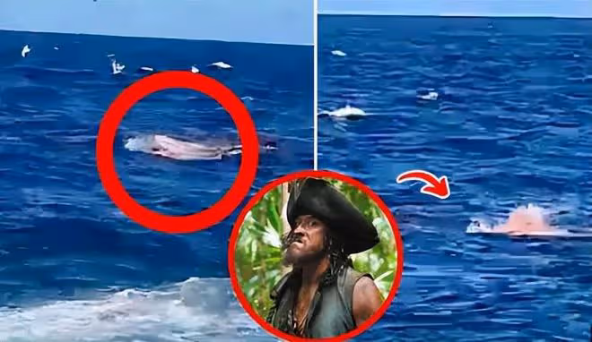噩耗!49歲演員佩里遭鯊魚攻擊身亡,被咬掉手和腿,遇害畫面公開