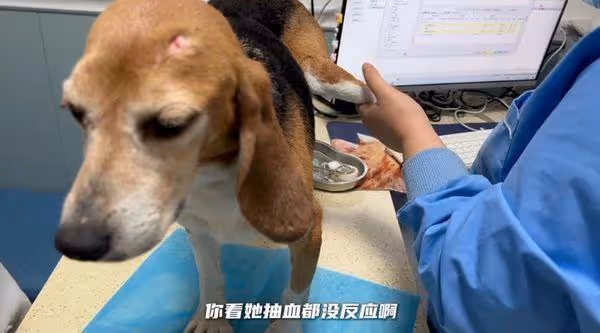 路邊發現小狗「頭破見血」 耳朵打編號+抽血沒反應…一查實驗犬