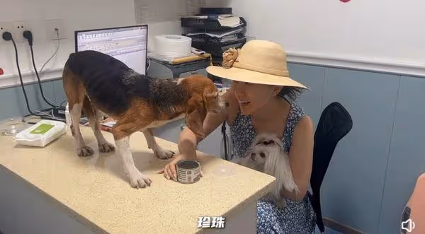 路邊發現小狗「頭破見血」 耳朵打編號+抽血沒反應…一查實驗犬