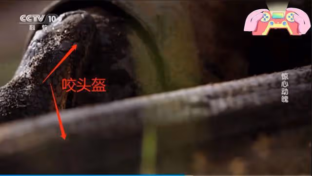 一個美國人找刺激,想體驗人在蟒蛇肚子裡的感覺,結果發生意外