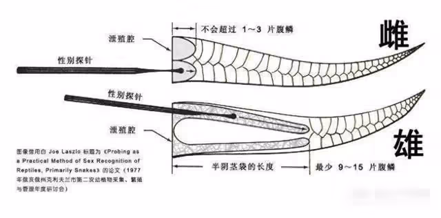 一個美國人找刺激,想體驗人在蟒蛇肚子裡的感覺,結果發生意外