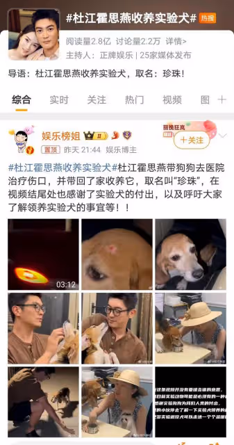 霍思燕杜江拯救受傷實驗犬,愛心善舉曝光,明星夫婦傳遞正能量
