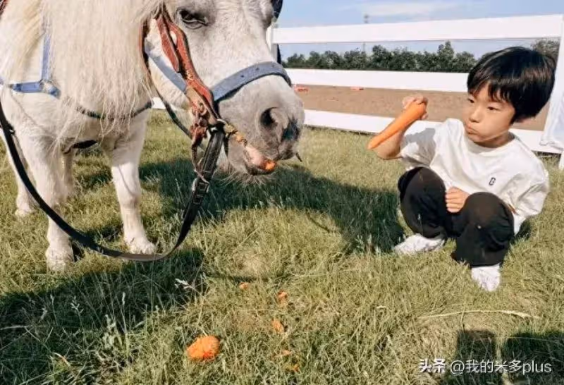 吳京老婆陪兒子學馬術,5歲吳慮拿胡蘿蔔喂小馬,比哥哥更像謝楠