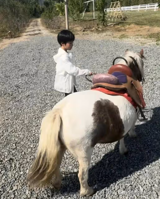 吳京老婆陪兒子學馬術,5歲吳慮拿胡蘿蔔喂小馬,比哥哥更像謝楠